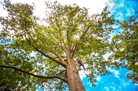 Professional Tree Removal in Towaoc, CO