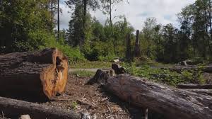 Best Emergency Tree Removal  in Towaoc, CO