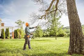 Best Palm Tree Trimming  in Towaoc, CO