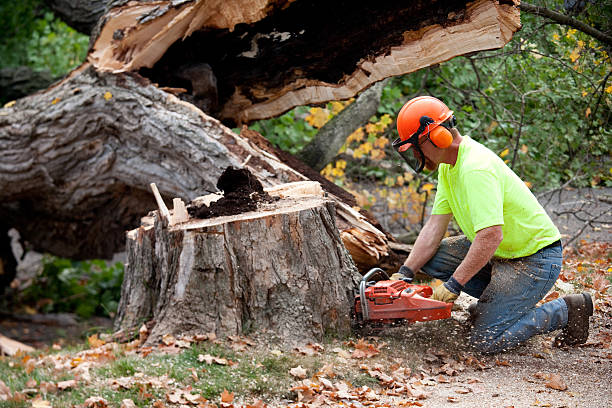 Best Fruit Tree Pruning  in Towaoc, CO