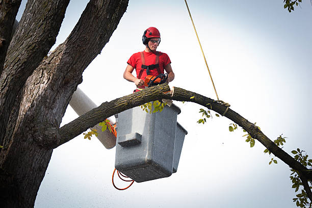 Best Tree and Shrub Care  in Towaoc, CO