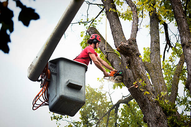 Best Commercial Tree Services  in Towaoc, CO