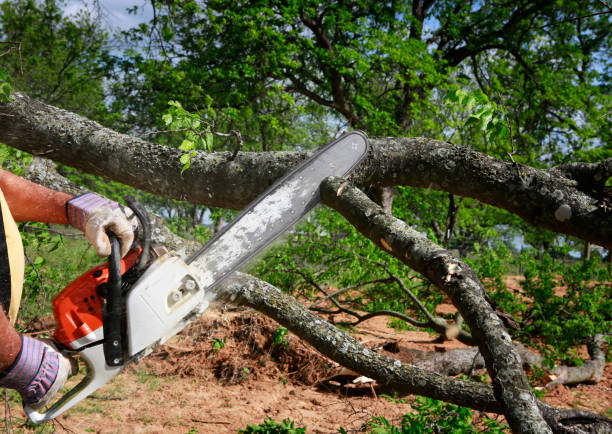 Best Tree Disease Treatment  in Towaoc, CO